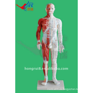 Modelo de acupuntura - modelo de cuerpo entero 46 cm pvc